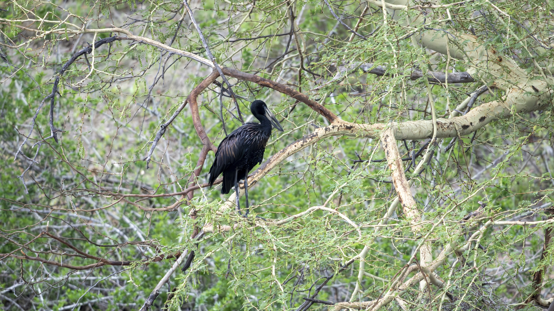 Kruger25 2025 11 02 08 35 07 ILCE 1M2 4003